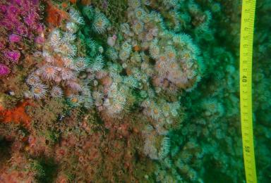 Huîtres plates (Ostrea edulis) couvertes d'anémones-marguerite