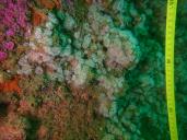 Huîtres plates (Ostrea edulis) couvertes d'anémones-marguerite