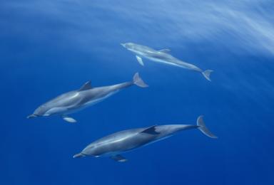 dauphins communs PNMBA
