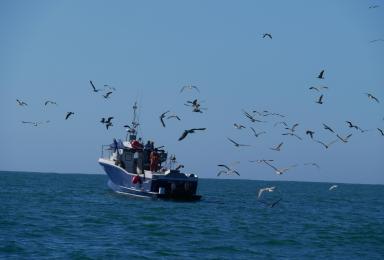 Navire de pêche professionnel PNMBA