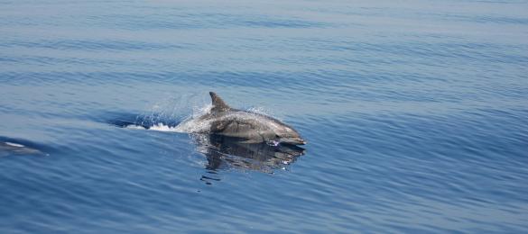 Un grand dauphin (Tursiops truncatus) en plein saut